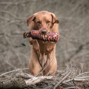 FLIGHT Cock Pheasant 1lb Dummy - Image 2