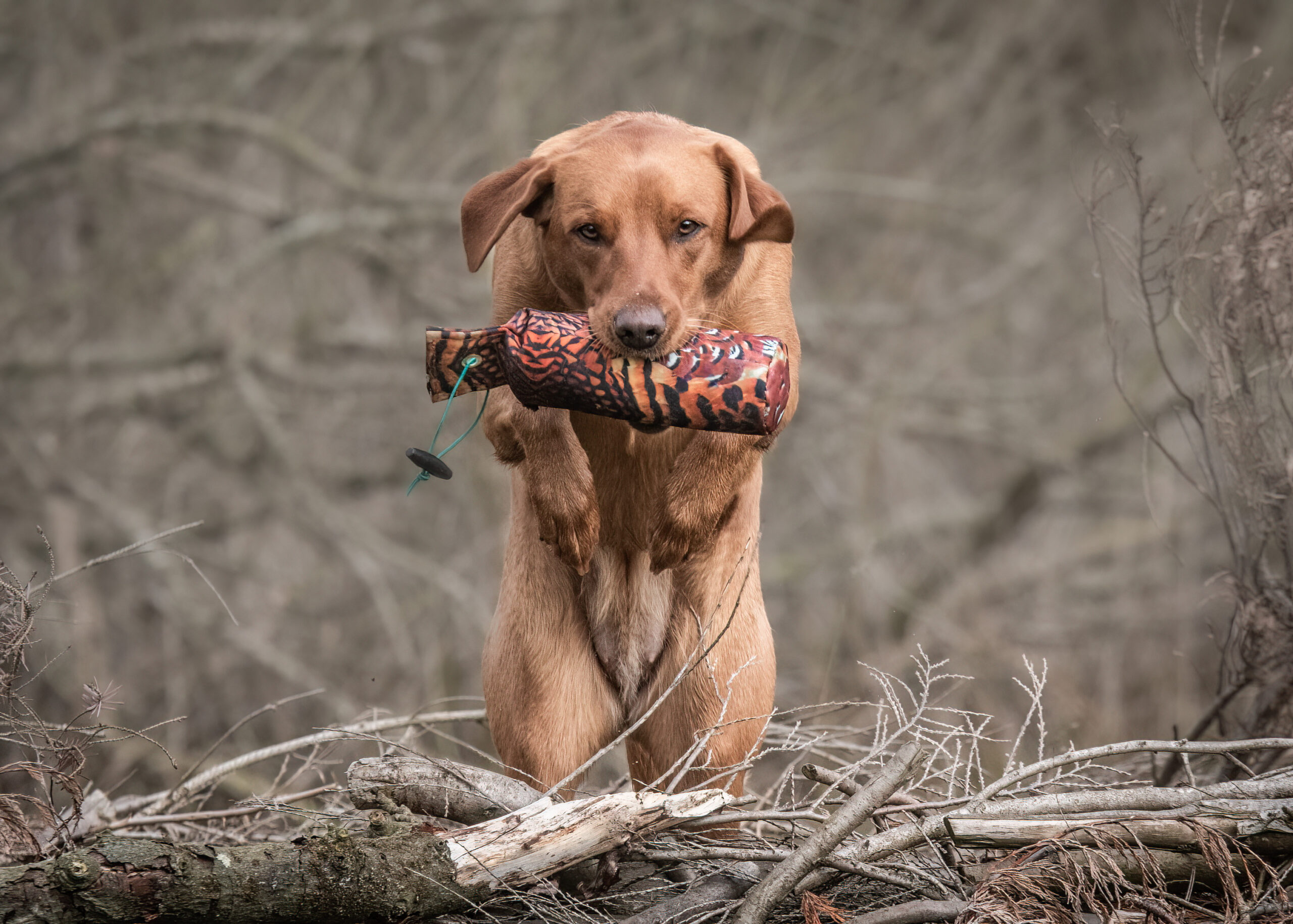 FLIGHT Cock Pheasant 1lb Dummy - Image 2