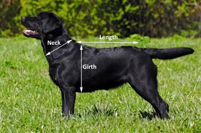 Towelling Drying Dog Coat - Wet to Dry in 20mins - Image 5