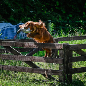 Dokken Teal - Image 2