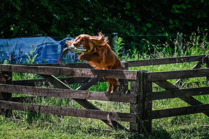 Dokken Teal - Image 2