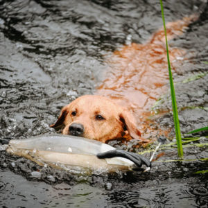 Dokken Canada Goose - Image 2