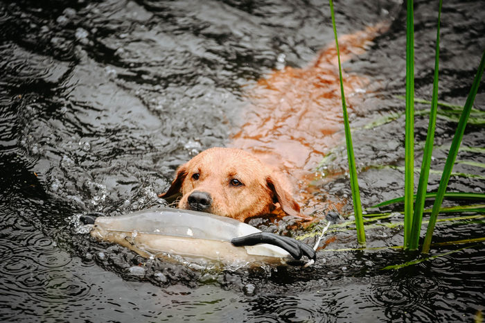 Dokken Canada Goose - Image 2