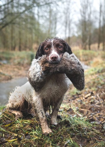 All in One Rabbit Dummy