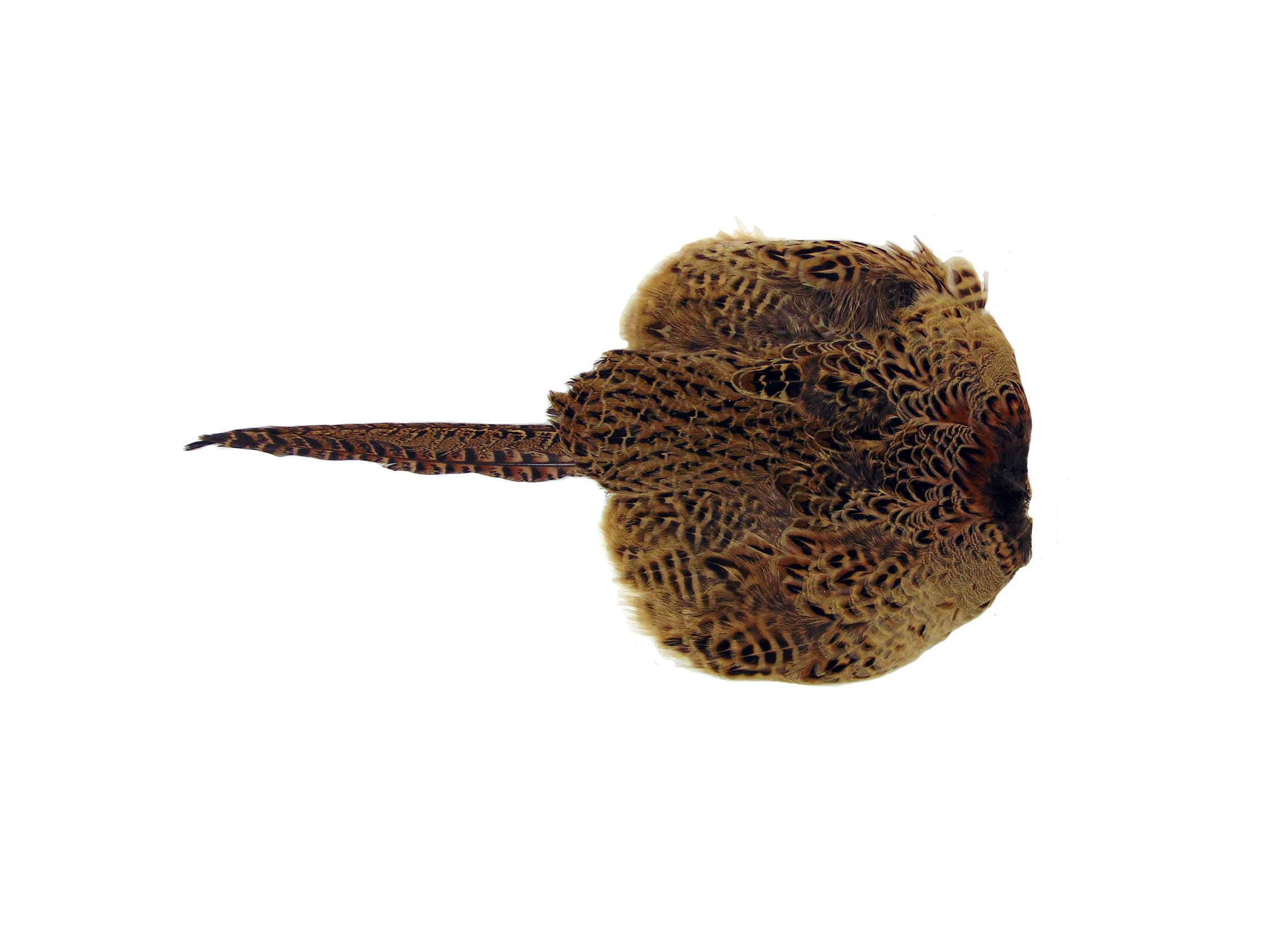 Hen Pheasant Pelt - Image 4