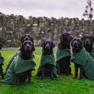 Towelling Drying Dog Coat - Wet to Dry in 20mins - Image 4