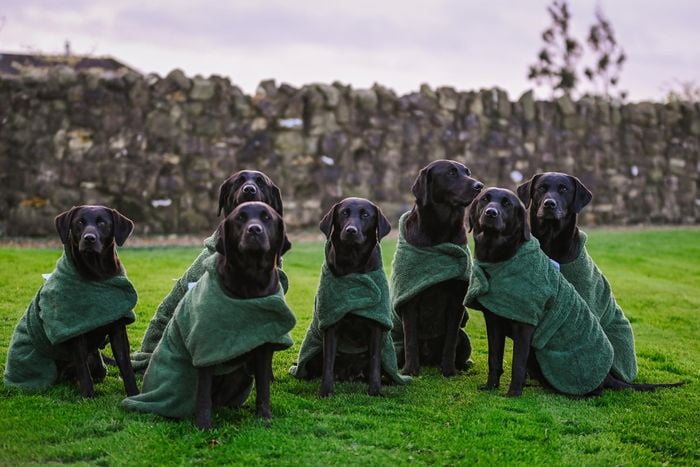 Towelling Drying Dog Coat - Wet to Dry in 20mins - Image 4