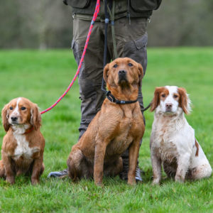 12mm Slip Lead - Image 2