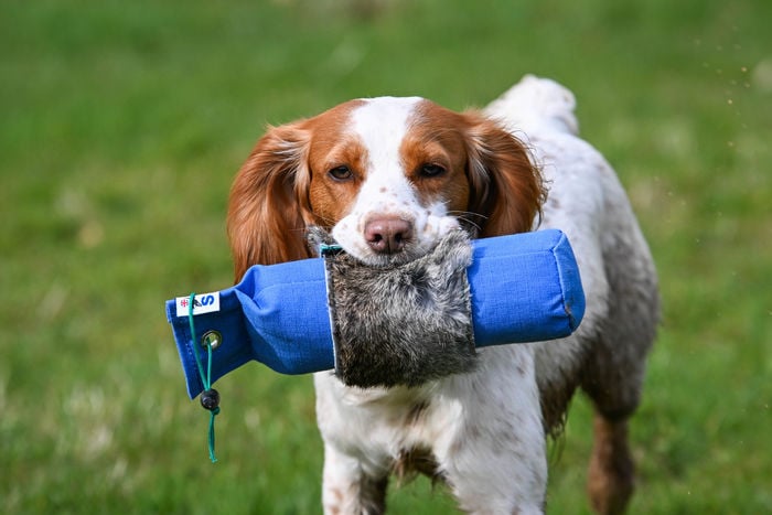 Rabbit Wrap - Image 2