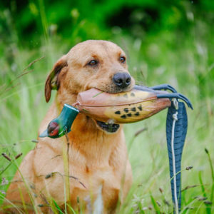 Dokken Pheasant - Image 3
