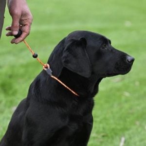 Field Trial PRO Heeling Lead - Image 4