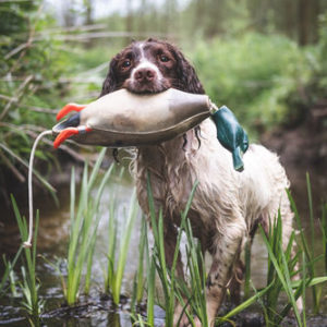 Mallard Dead Fowl Trainer - Image 2