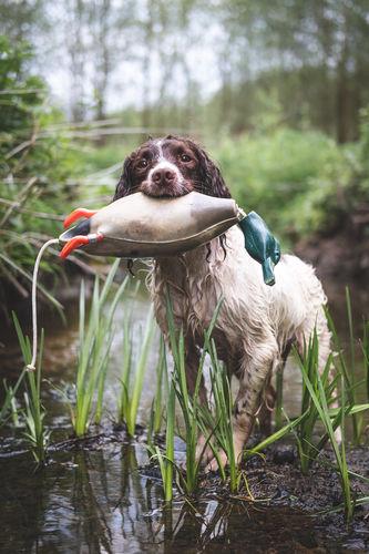 Mallard Dead Fowl Trainer