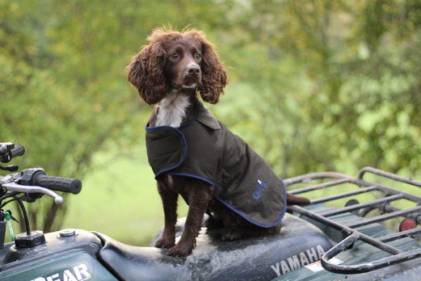 The Winslow Dog Coat - Waterproof & Warm