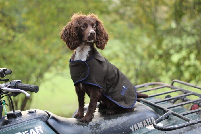 The Winslow Dog Coat - Waterproof & Warm - Image 3