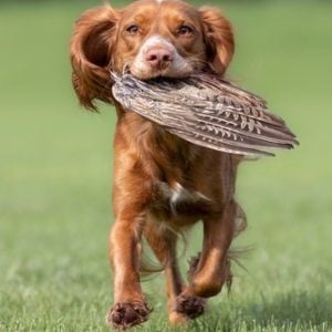 Pheasant Wings - Image 2