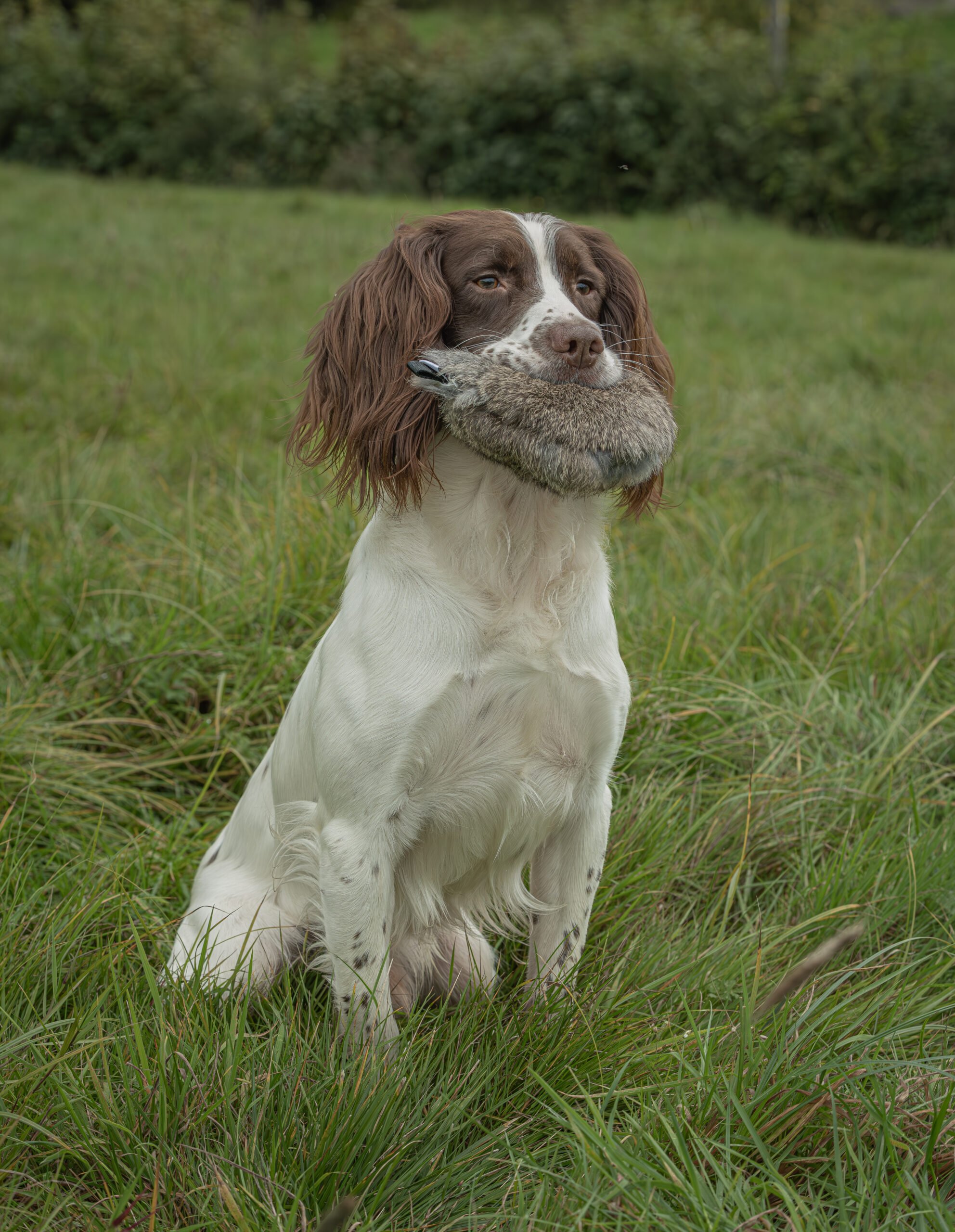 Disc Dummy Range - Image 3