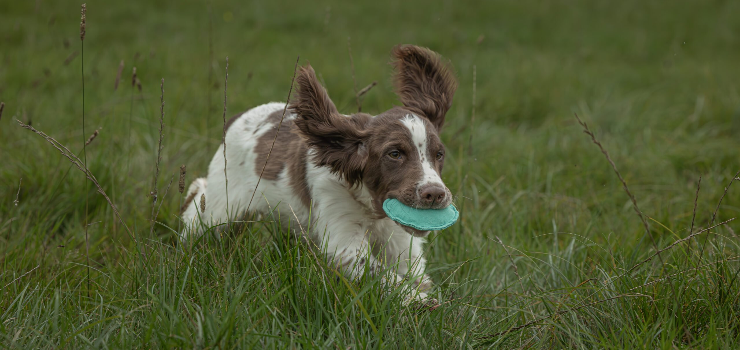 Disc Dummy Range - Image 4