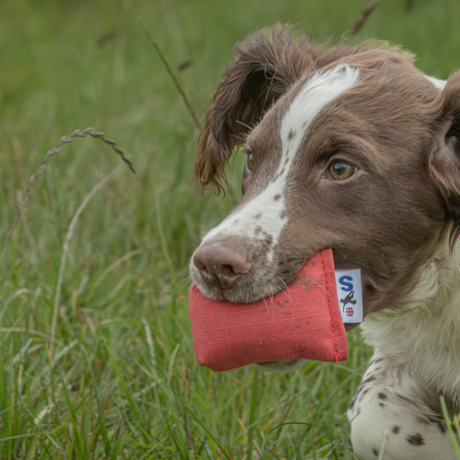 Quail Dummy by Andy Cullen