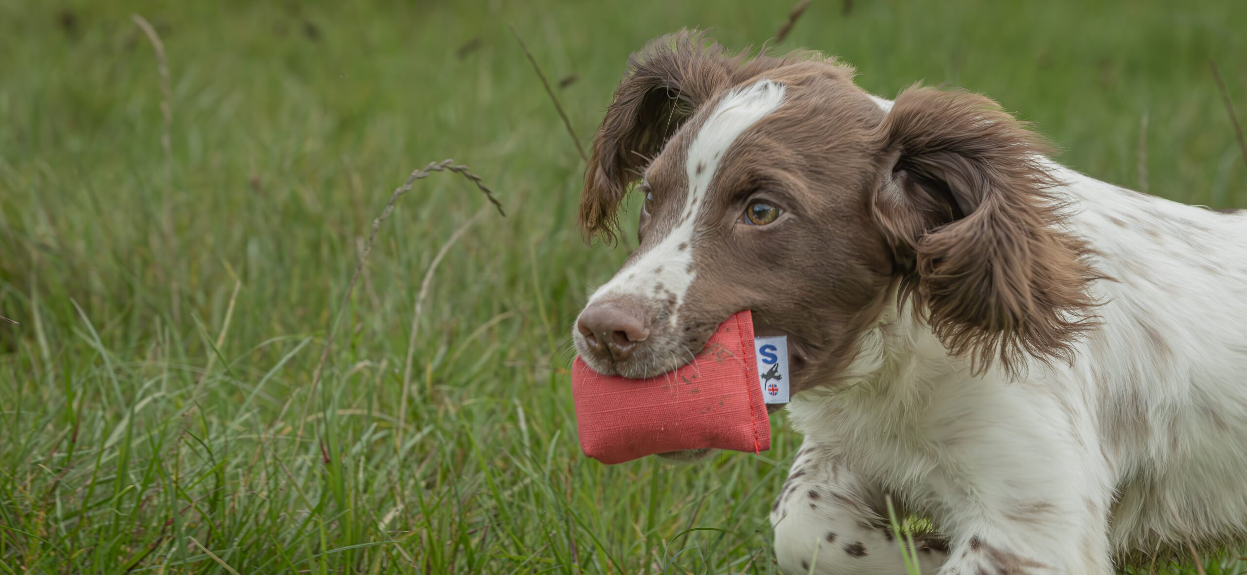 Quail Dummy by Andy Cullen - Image 4