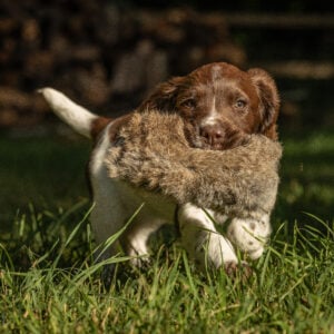 Puppy Rabbit - Image 2