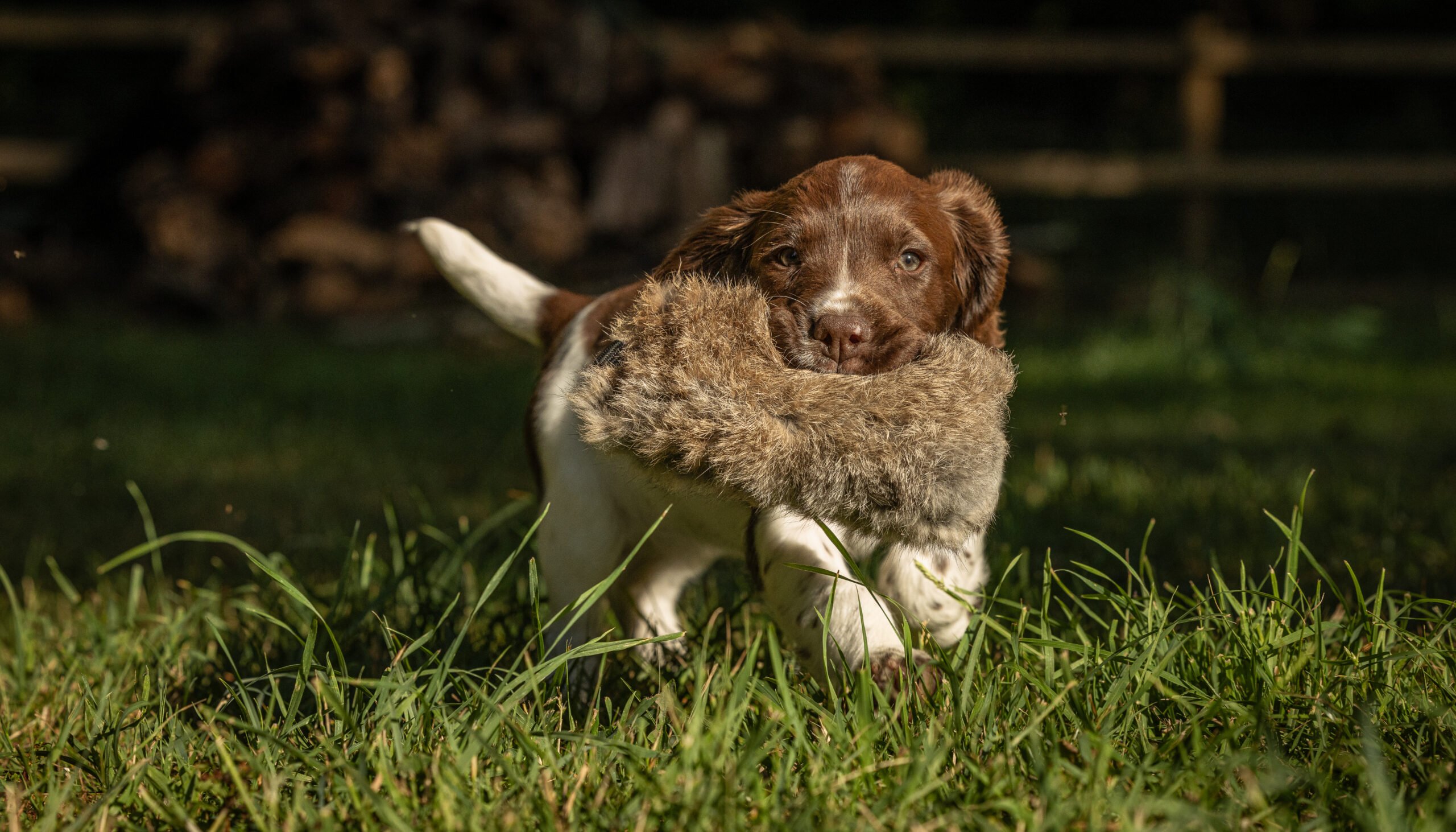 Puppy Rabbit - Image 2