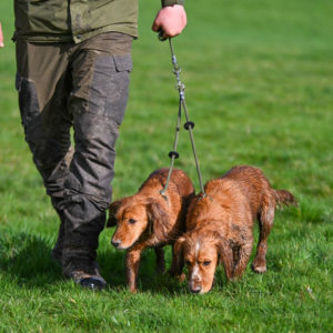 Brace Set - Slip Lead (2 Dogs) - Image 3