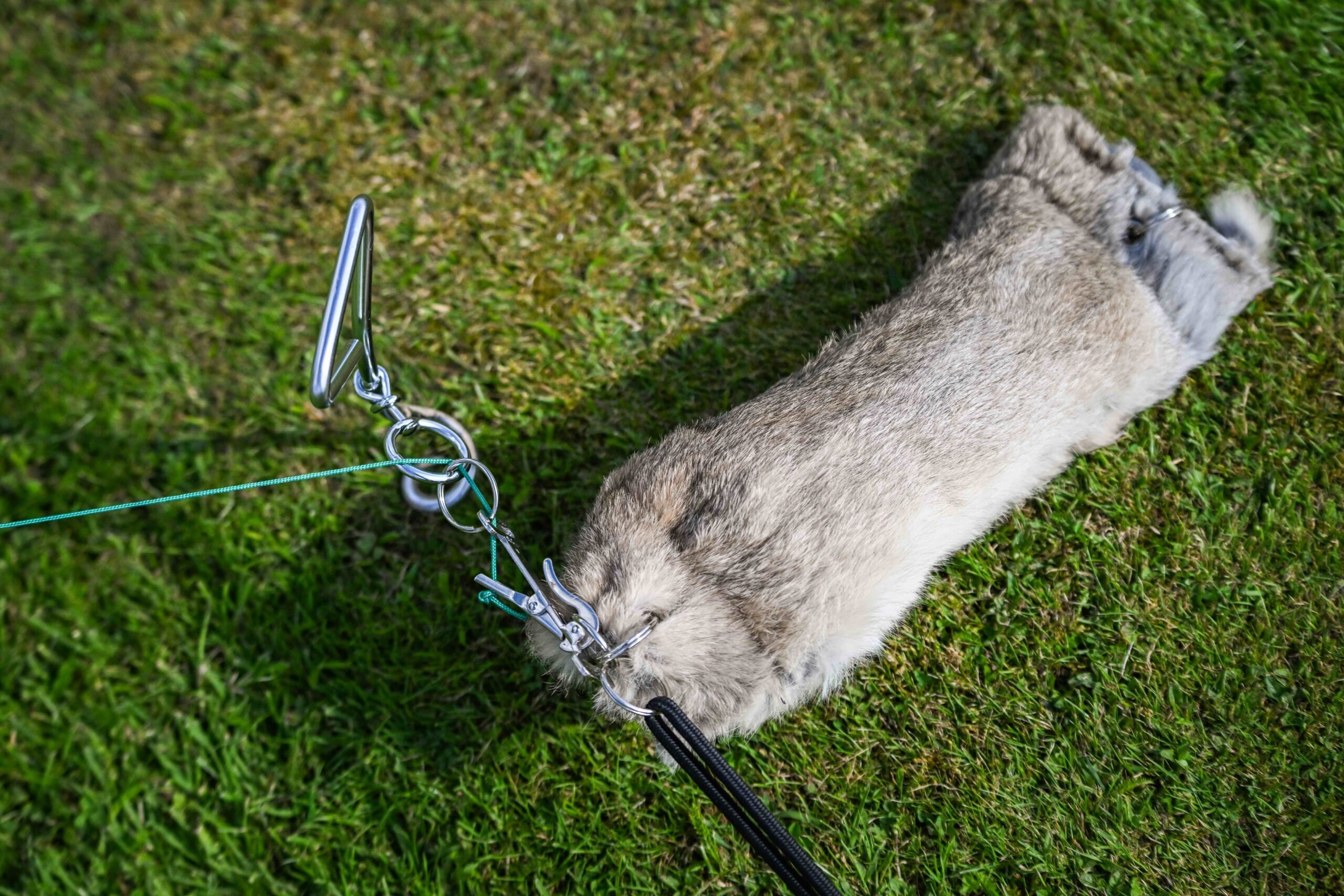 Bolting Rabbit - Image 2