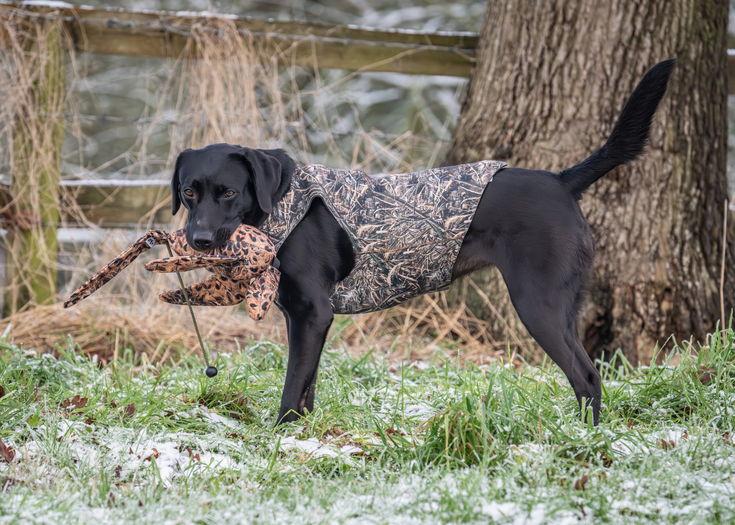 Neoprene Dog Vest - Image 2