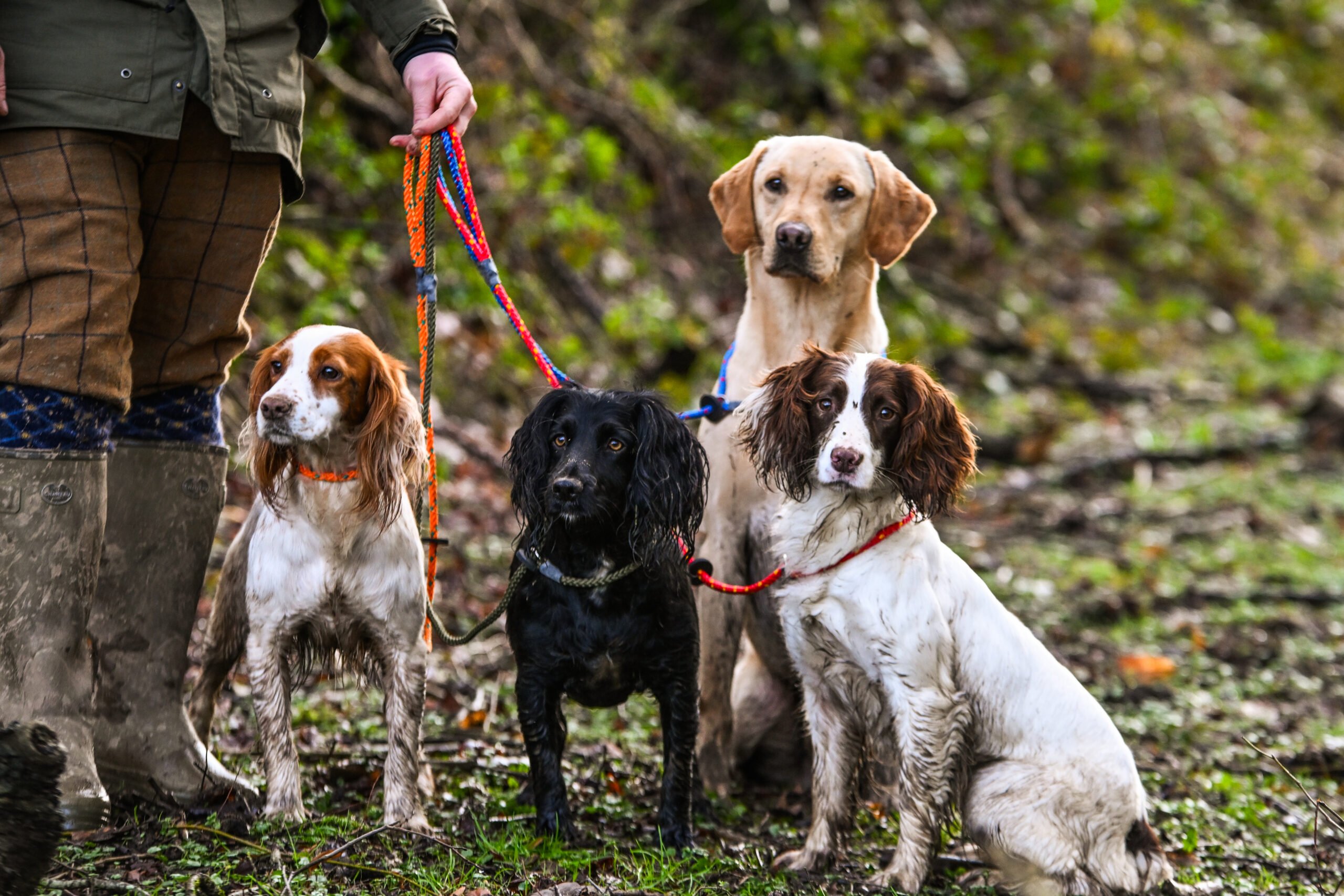 Gundog Slip Lead Collection - Image 2