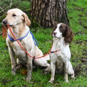 Gundog Slip Lead Collection - Image 4