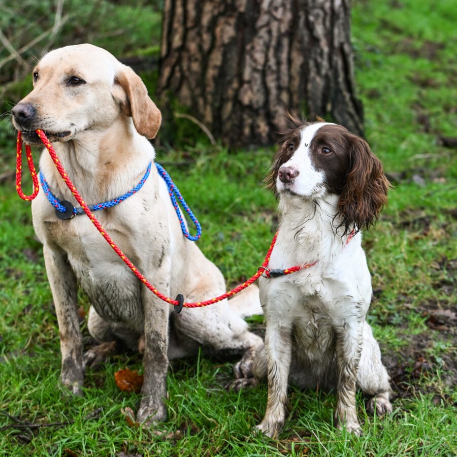 Gundog Slip Lead Collection