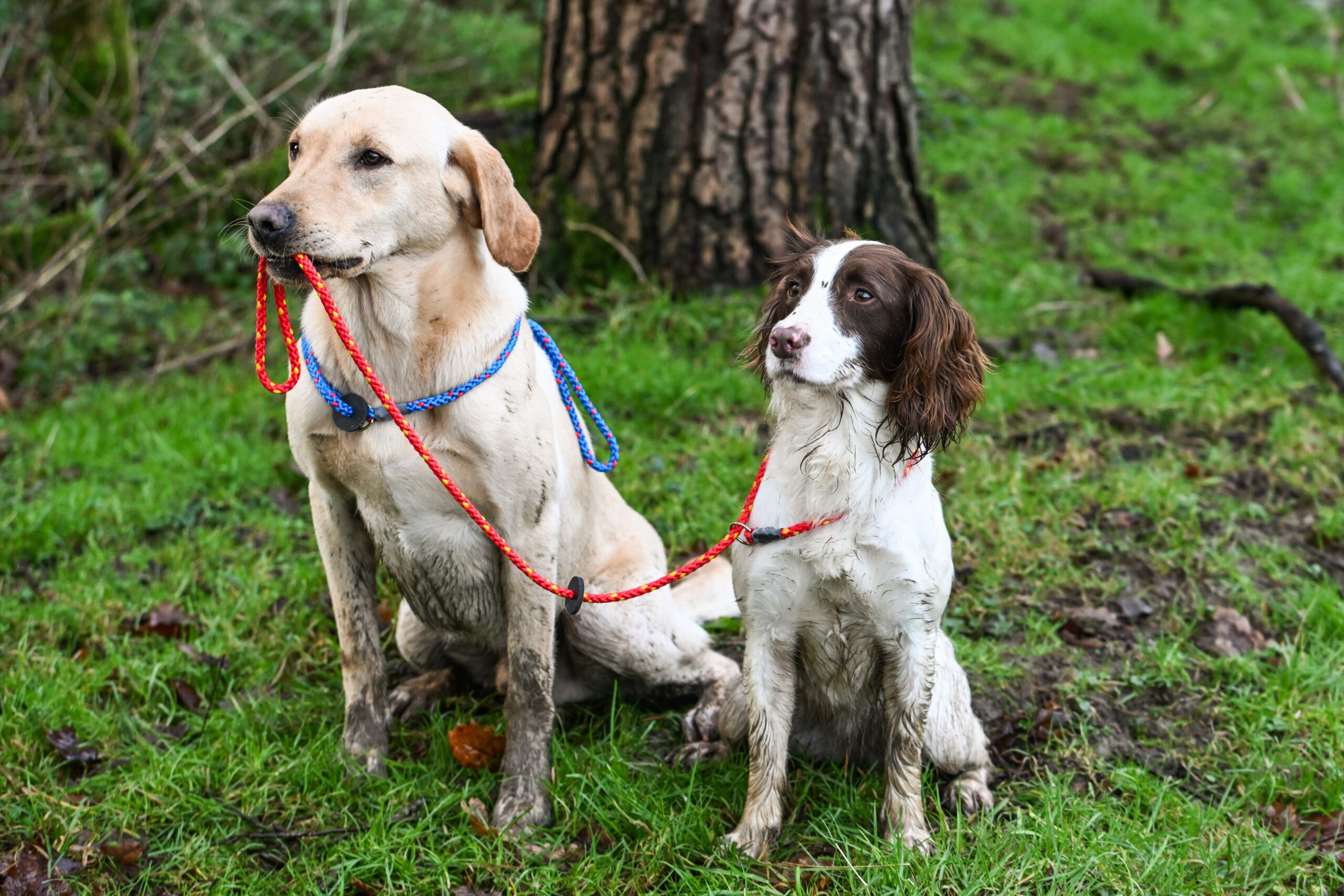 Gundog Slip Lead Collection - Image 4