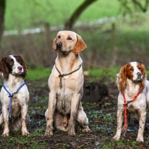 Slip Collar - Image 2