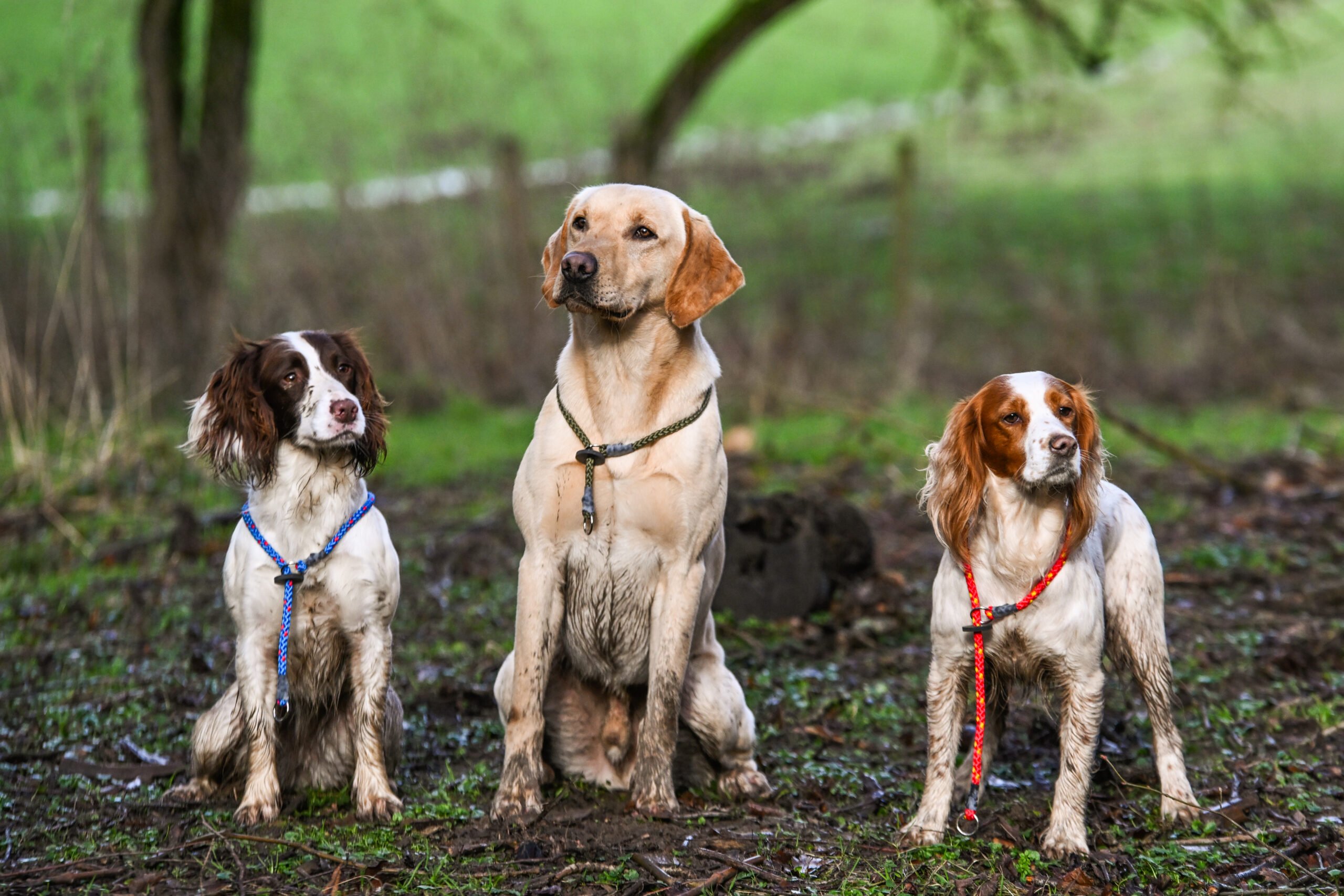 Slip Collar - Image 2