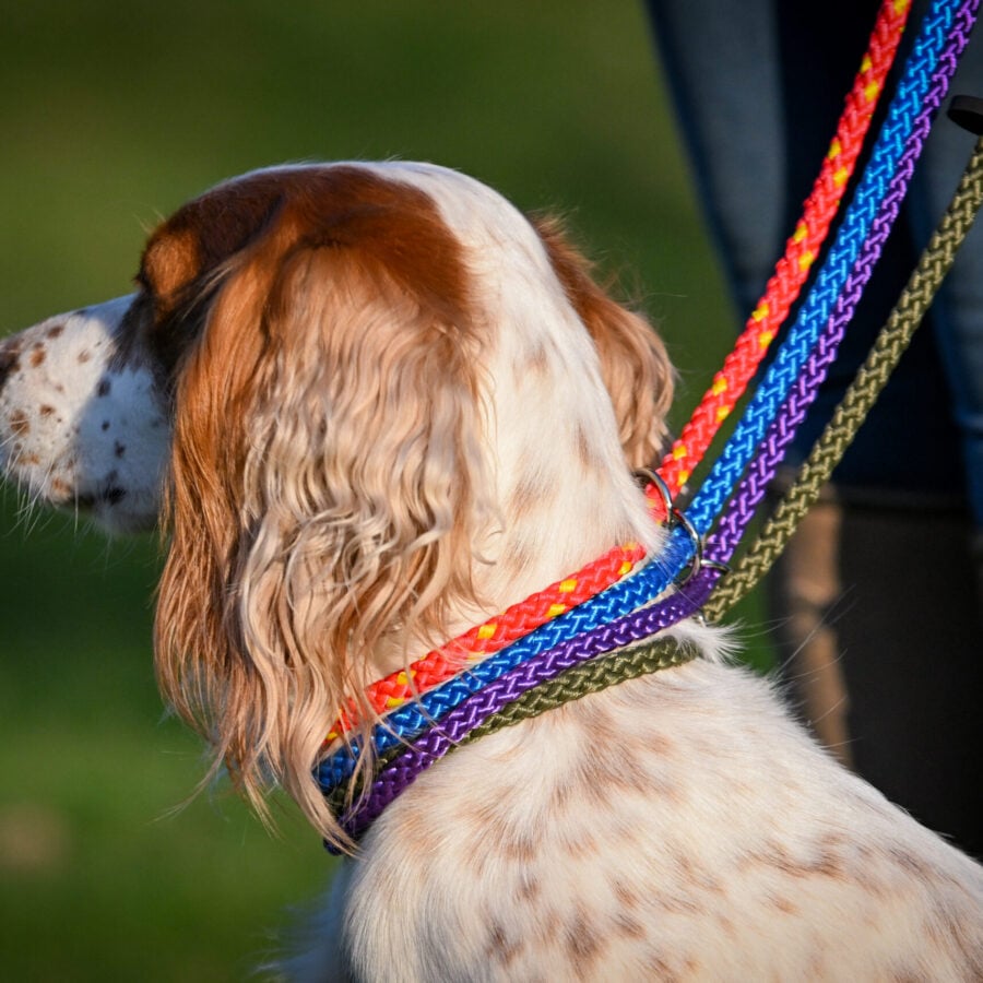 Gundog Slip Lead Collection