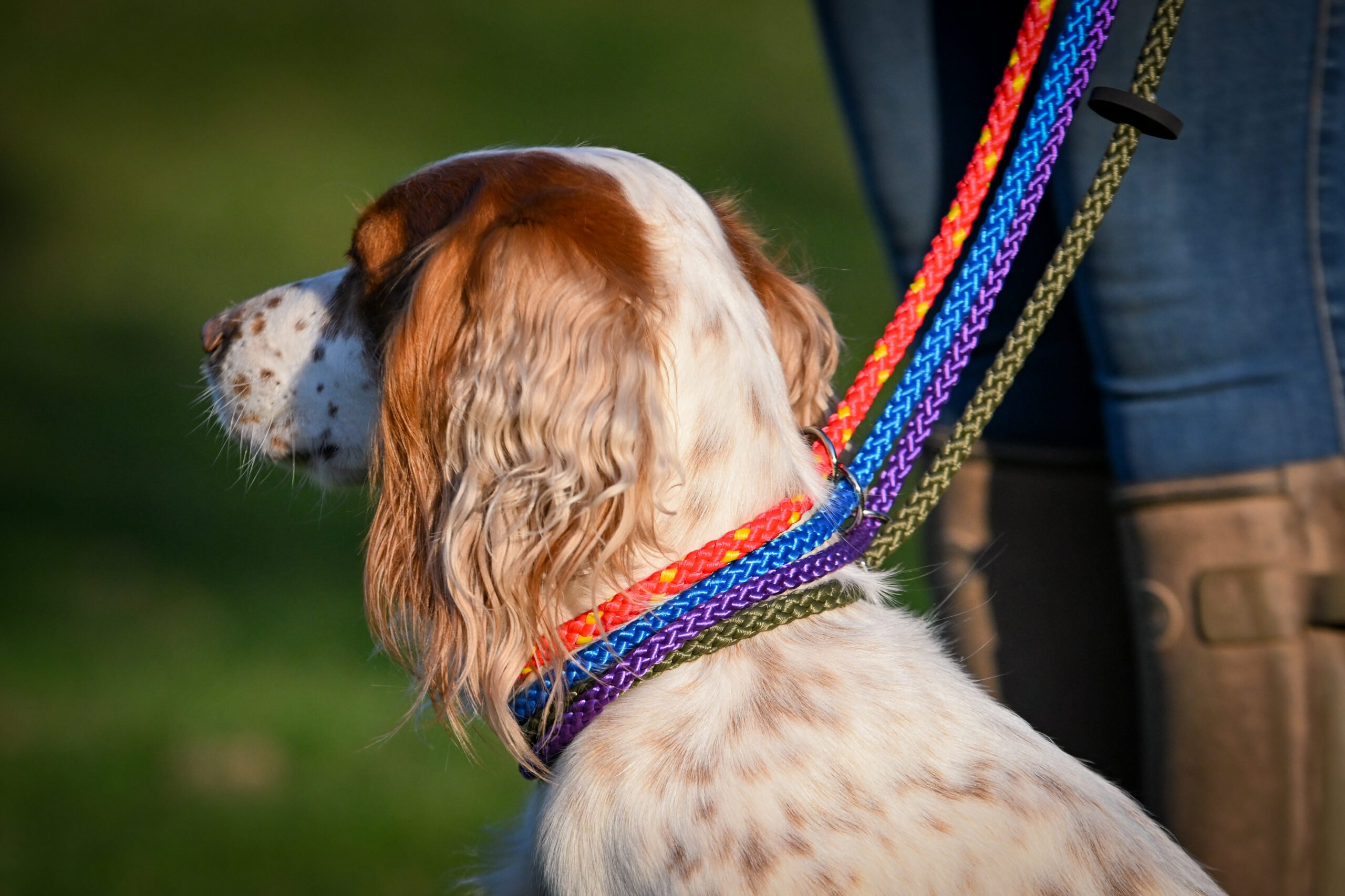 Gundog Slip Lead Collection - Image 2