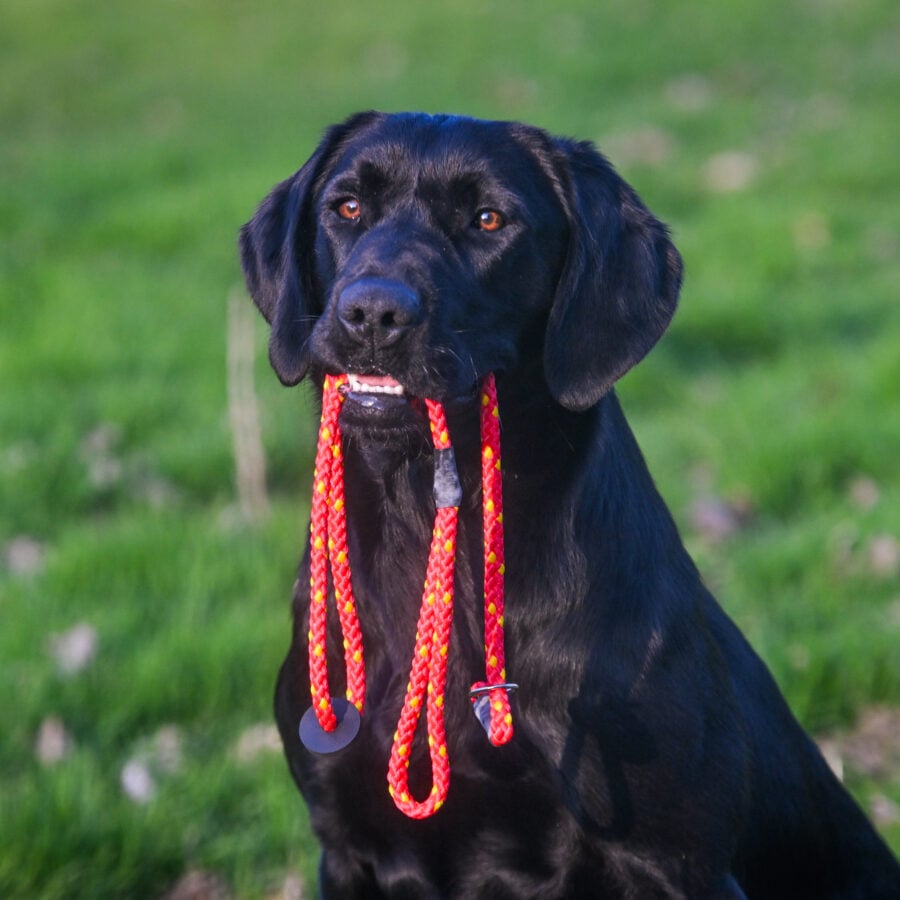 Gundog Slip Lead Collection