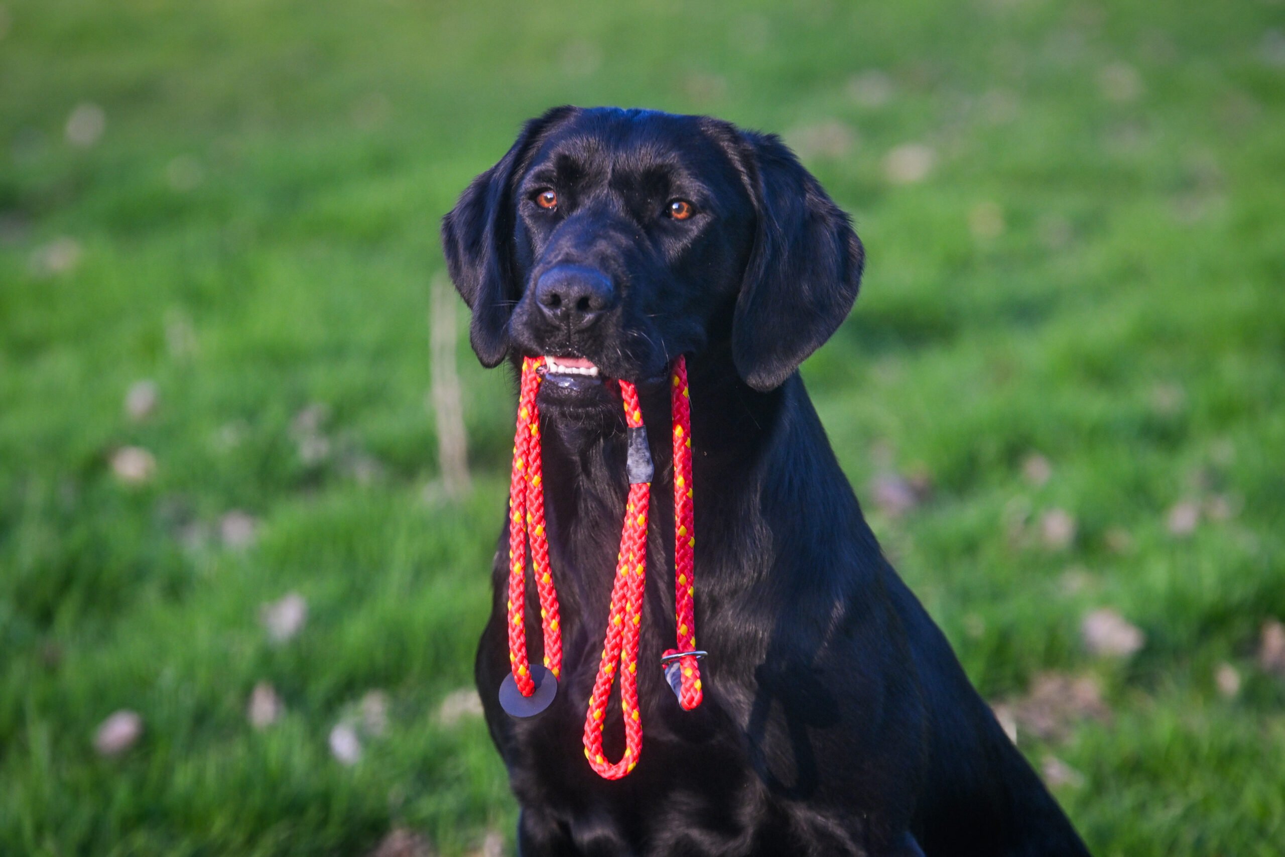 Gundog Slip Lead Collection - Image 3