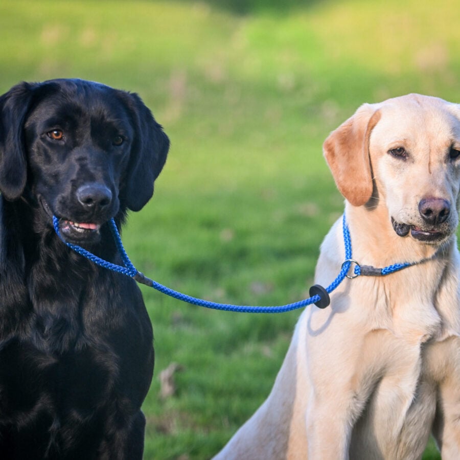 Gundog Slip Lead Collection