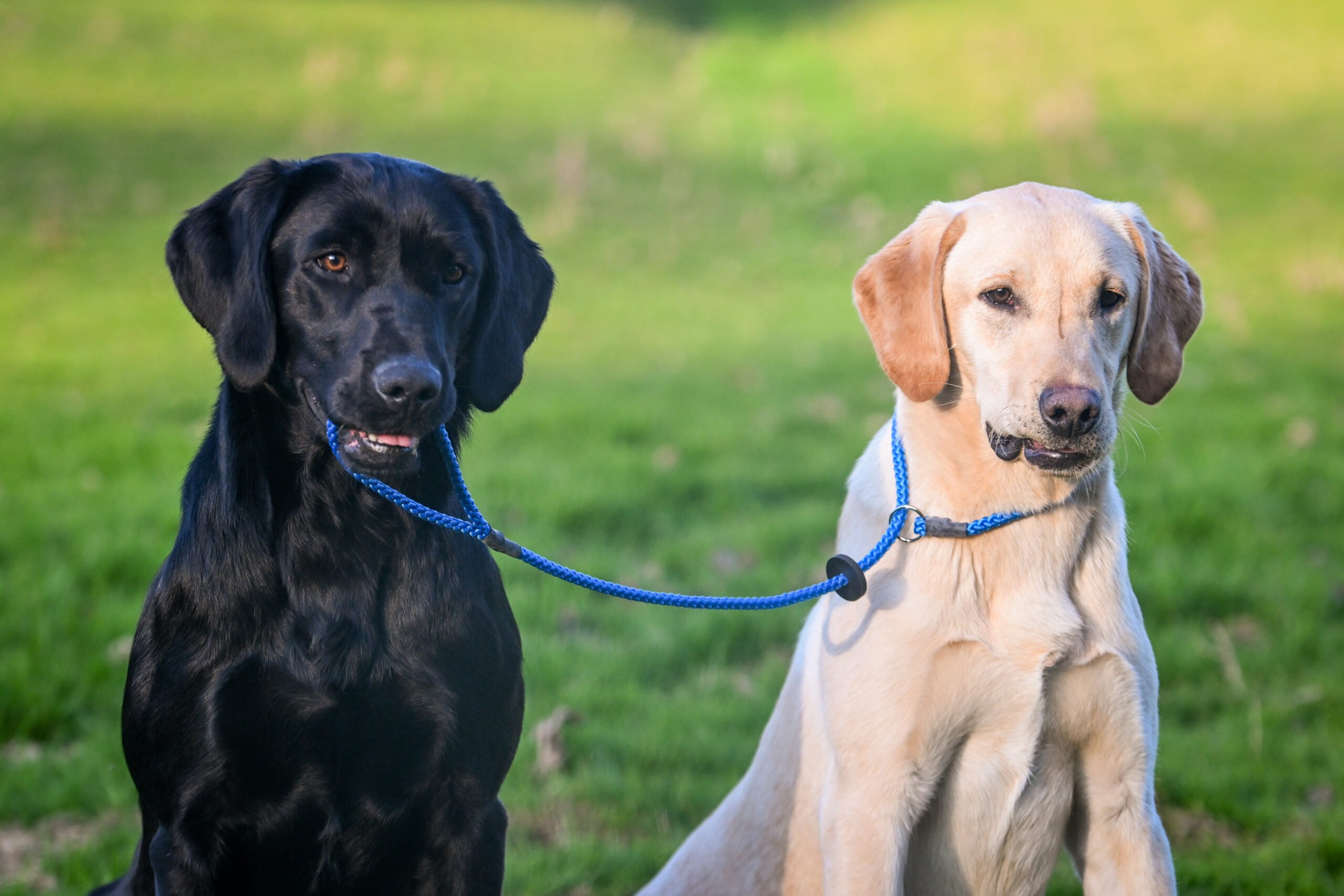 Gundog Slip Lead Collection - Image 4