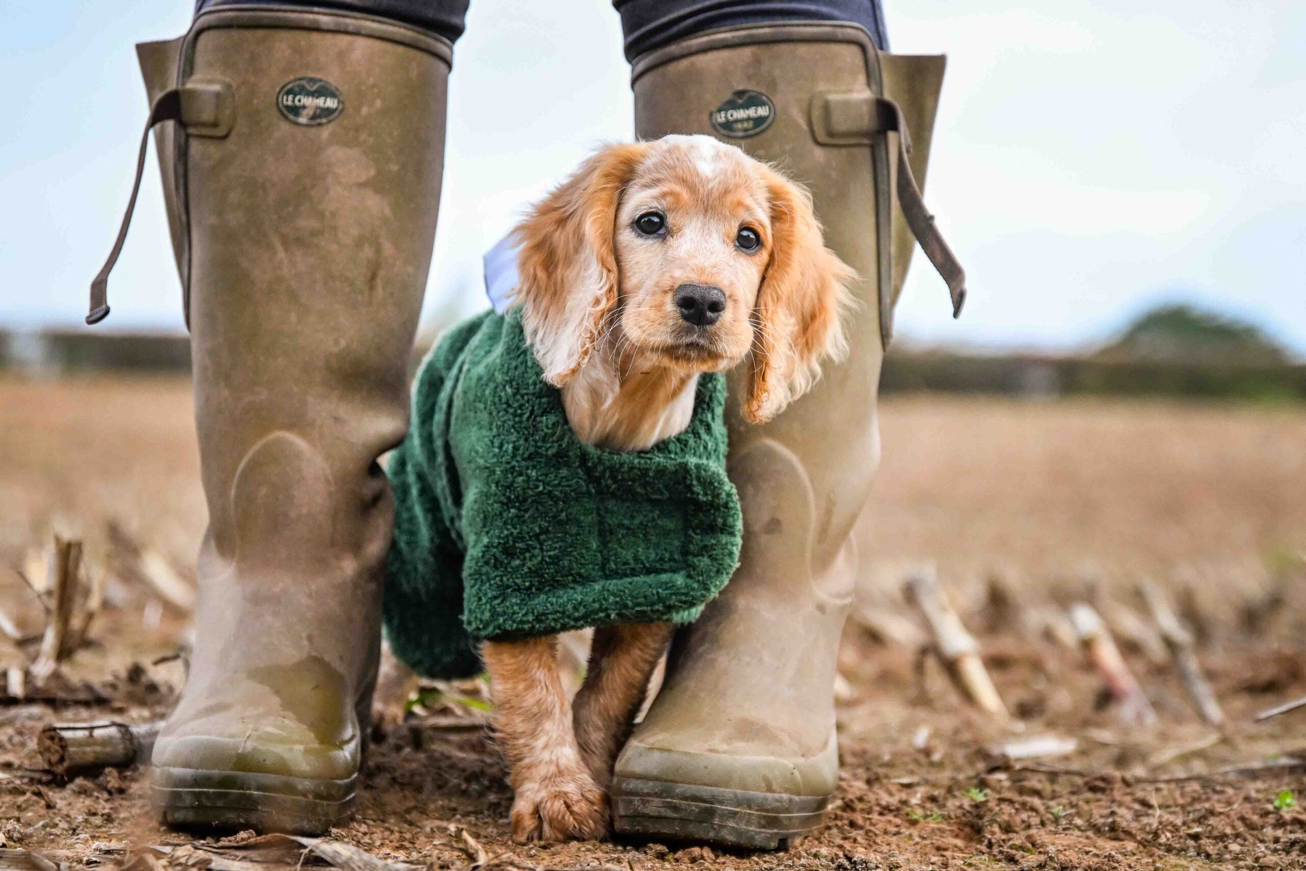 Towelling Drying Dog Coat - Wet to Dry in 20mins - Image 2
