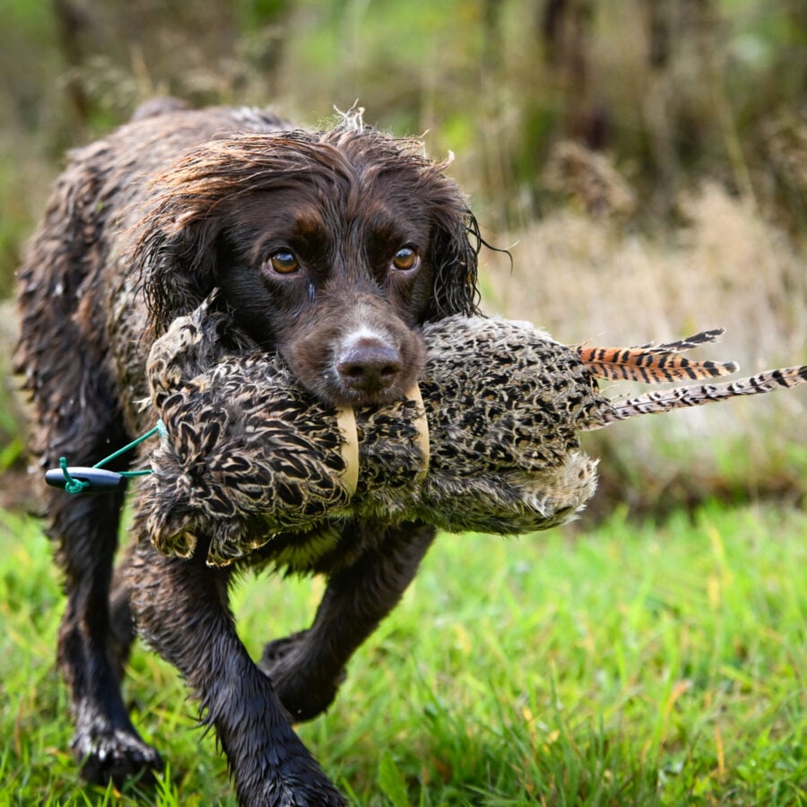 Hen Pheasant Pelt