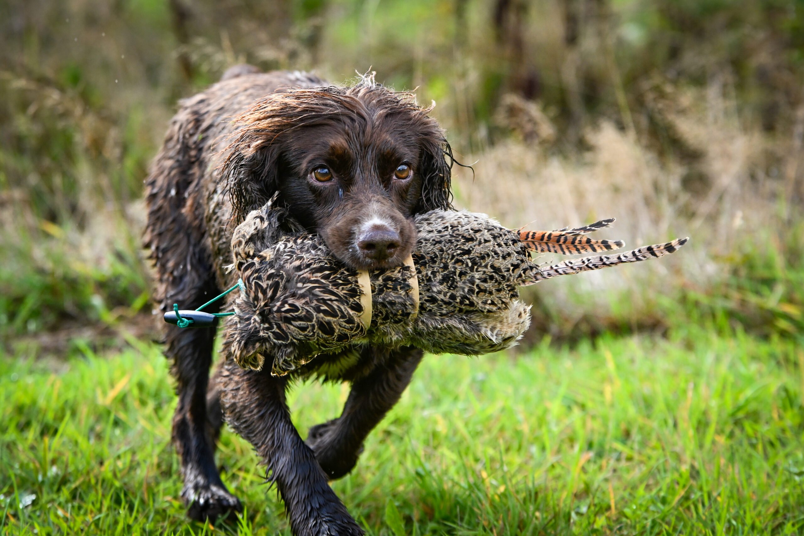 Hen Pheasant Pelt - Image 3