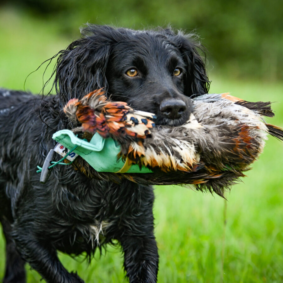 Cock Pheasant Pelt