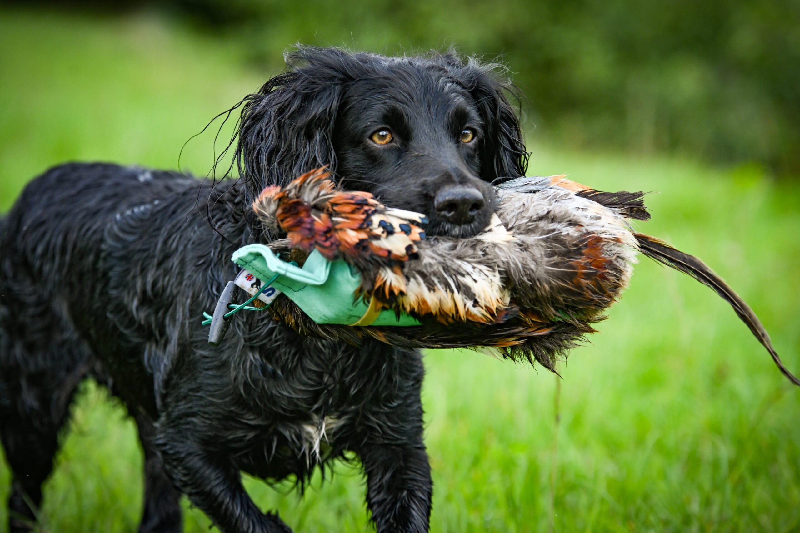 Cock Pheasant Pelt - Image 2