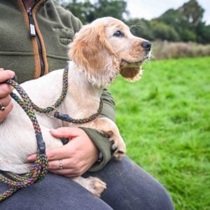 Gundog Slip Lead Collection - Image 2