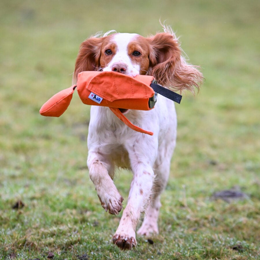Sporting Saint Launcher Bird Dummy