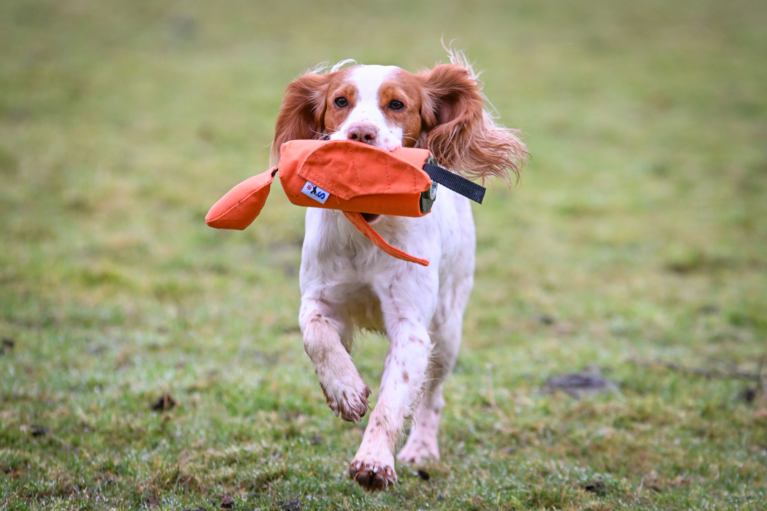 Sporting Saint Launcher Bird Dummy - Image 3
