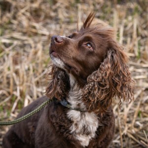Gundog Slip Lead Collection - Image 2